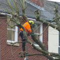 Understanding the Role of Tree Inspections in Fire Risk Management