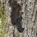 Understanding Common Diseases Found During Tree Inspections