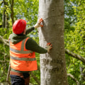 How Professional Tree Inspections Support Electrical System Protection