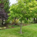 The Essential Role of Tree Inspection in Maintaining Healthy Landscapes