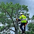 How Tree Inspection Helps Reduce Storm-Related Structural Risks