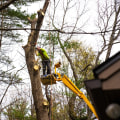Understanding the Importance of Tree Inspections for Pruning and Removal Decisions