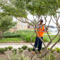 Enhance Your Landscape After Tree Inspections in Portland