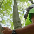 Understanding Tree Inspections: Identifying Trees in Need of Support and Bracing