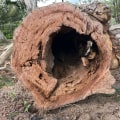Identifying Signs of Tree Damage: A Comprehensive Inspection Guide