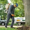 How Routine Tree Inspection Can Help Avoid Plumbing Repairs