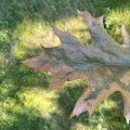 Identifying Signs of Tree Disease: A Comprehensive Inspection Guide