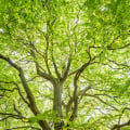 Understanding Tree Inspections: Importance, Process, and Benefits