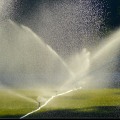 Importance of Tree Inspection and Irrigation for Loudoun County