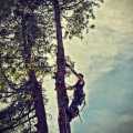What a Tree Inspection Can Reveal About Tree Care Service Needs in Hartsburg, MO