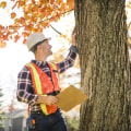 The Importance of Tree Inspections for Disease Prevention and Treatment