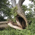 Understanding Tree Inspections: Identifying Structural Issues in Trees