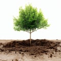 Identifying When Your Tree Needs Fertilization and Care