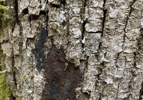 Understanding Common Diseases Found During Tree Inspections