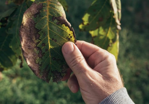 Identifying Common Pests During Tree Inspections: A Comprehensive Overview