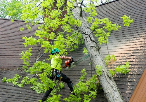 Understanding the Importance of Tree Inspections for Storm Damage Prevention