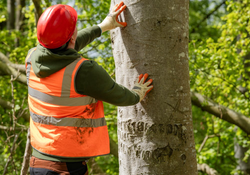 How Professional Tree Inspections Support Electrical System Protection