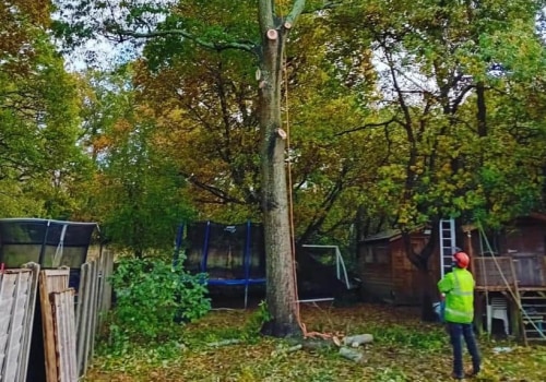 Essential Considerations for Tree Inspection: Pruning vs. Removal