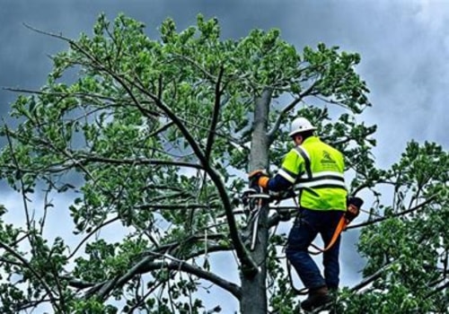 How Tree Inspection Helps Reduce Storm-Related Structural Risks