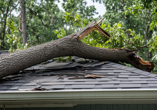 Identifying Warning Signs of Structural Issues in Trees: A Guide to Tree Inspection