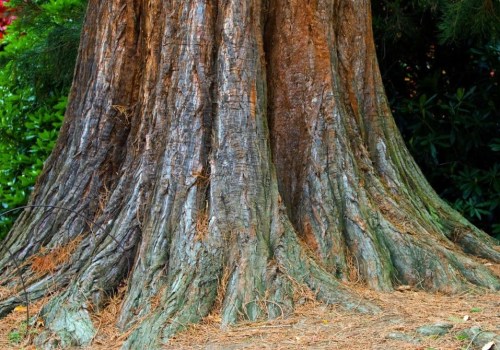 The Importance of Tree Inspections for Effective Tree Maintenance and Care