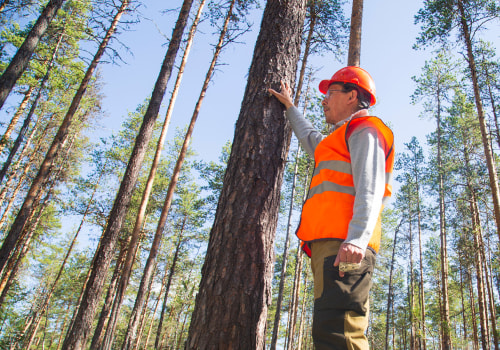 The Role of Tree Inspections in Effective Pest Control and Management