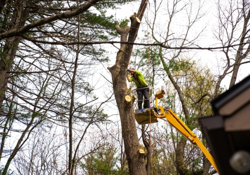 Understanding the Importance of Tree Inspections for Pruning and Removal Decisions