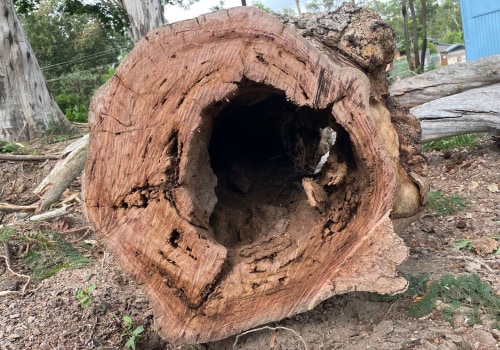 Identifying Signs of Tree Damage: A Comprehensive Inspection Guide