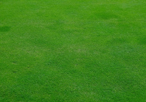 Expert Tree Inspection & Lawn Care in Fairfax, VA
