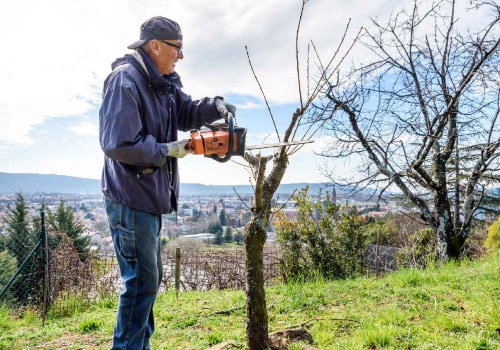 Essential Tools for Effective Tree Inspections