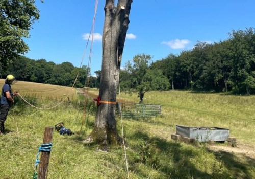 Essential Techniques for Supporting and Bracing Trees: A Guide for Tree Inspection