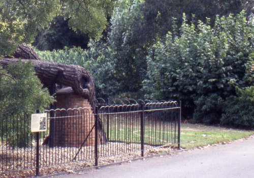 Essential Steps to Take After Identifying Risks During a Tree Inspection