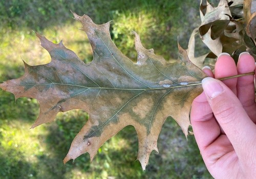 Identifying Signs of Tree Disease: A Comprehensive Inspection Guide