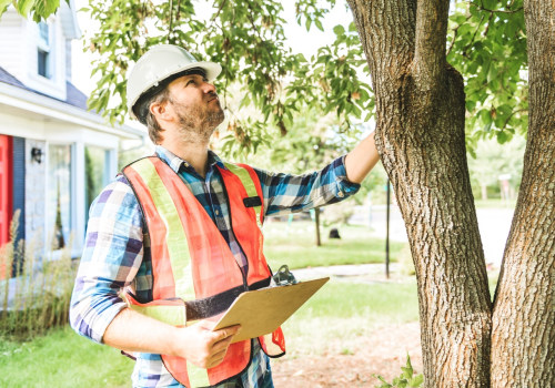 How Tree Inspection Supports Better Planning for Large Household Moves