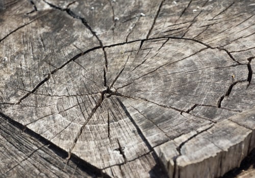 Ensure Safety with Expert Tree Inspection & Stump Removal