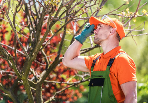 Understanding the Frequency of Tree Inspections for Optimal Health and Safety