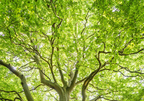 Understanding Tree Inspections: Importance, Process, and Benefits