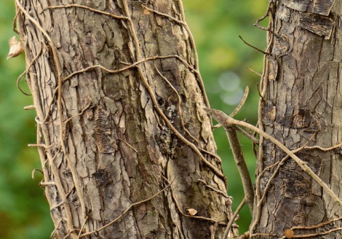 Identifying Hazards During Tree Inspections: A Comprehensive Overview