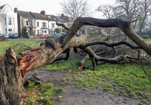 Essential Steps to Safeguard Trees from Storm Damage After a Tree Inspection