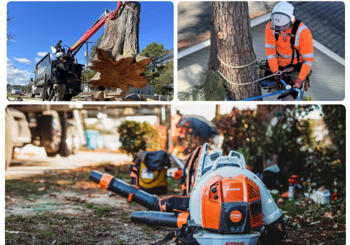 Tree Trimming in Virginia Beach, VA: How Tree Inspection Helps Maintain Healthier Trees