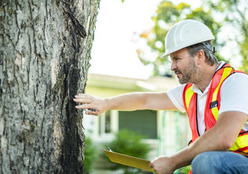 Why Tree Inspection Matters for Reliable Tree Service in Maysville