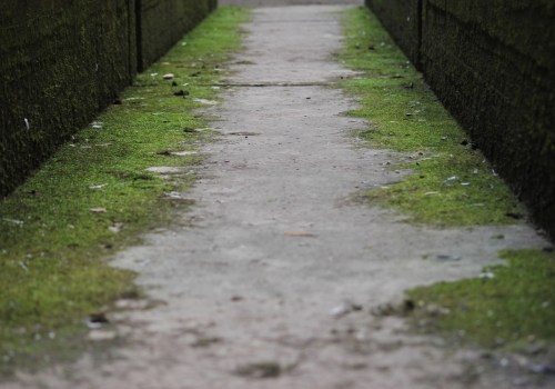 Why Tree Inspection Matters for Effective Water Mitigation in Kennewick Homes