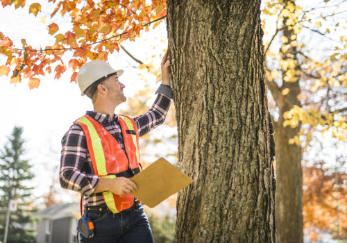The Importance of Tree Inspections for Disease Prevention and Treatment