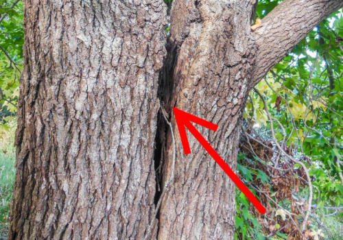 Essential Safety Precautions for Tree Inspections