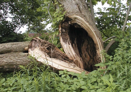 Understanding Tree Inspections: Identifying Structural Issues in Trees