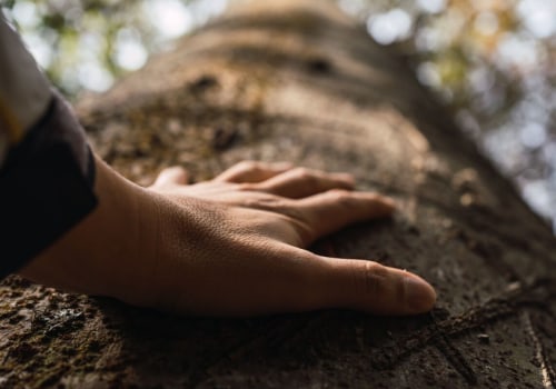 Understanding Who Should Perform Tree Inspections