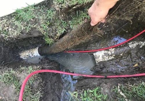 The Overlooked Warning Signs Arborists Look For That May Affect Plumbing Systems